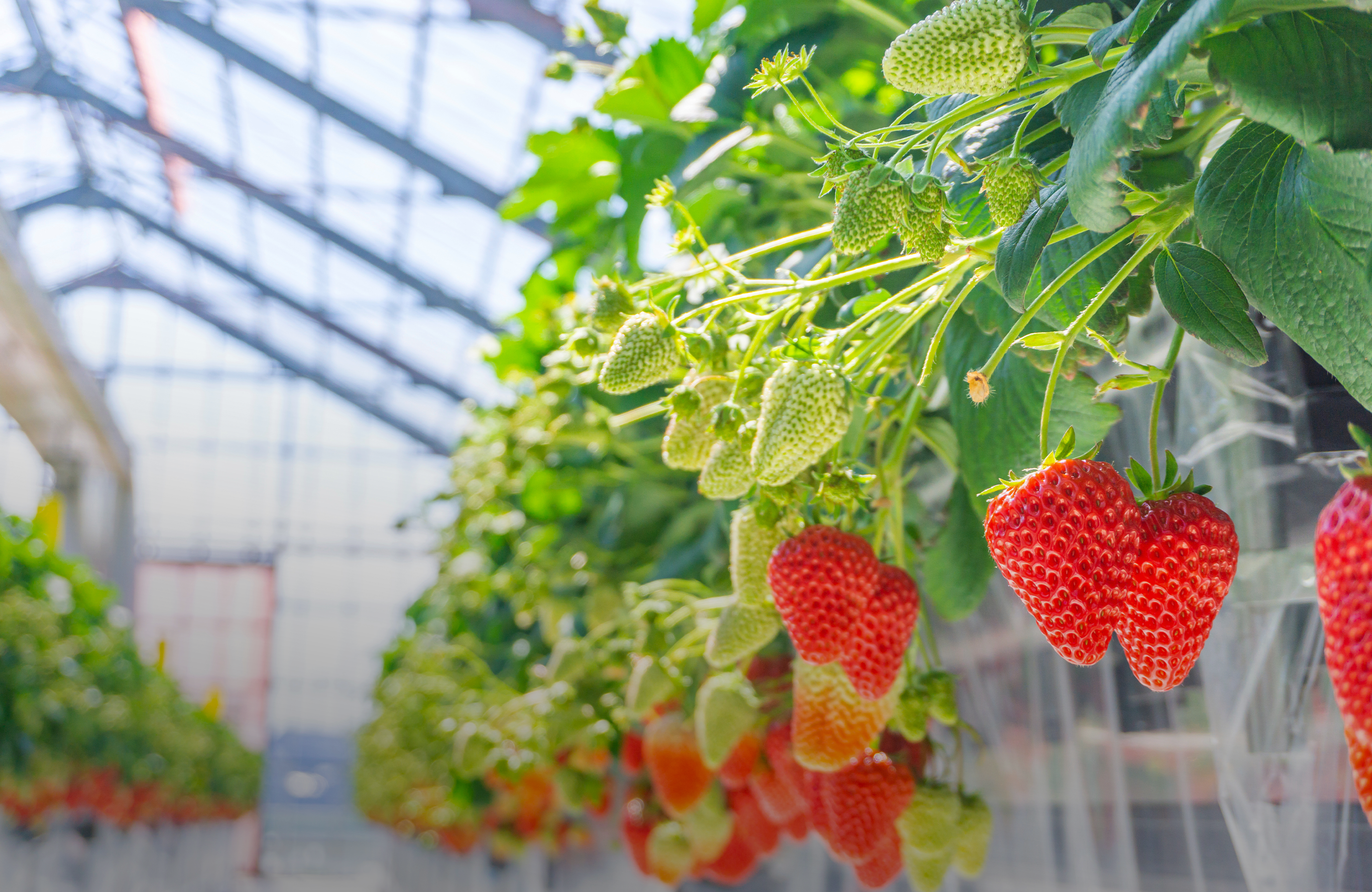 画像：キービジュアル4枚目