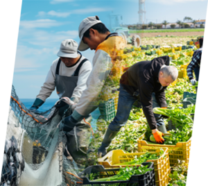 漁業・農業分野への特定技能派遣事業